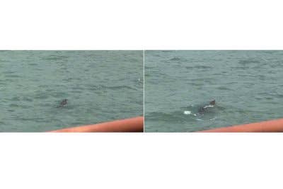 Tangkap layar video tular penampakan seekor buaya berkeliaran di Pantai Teluk Batik pada Khamis.