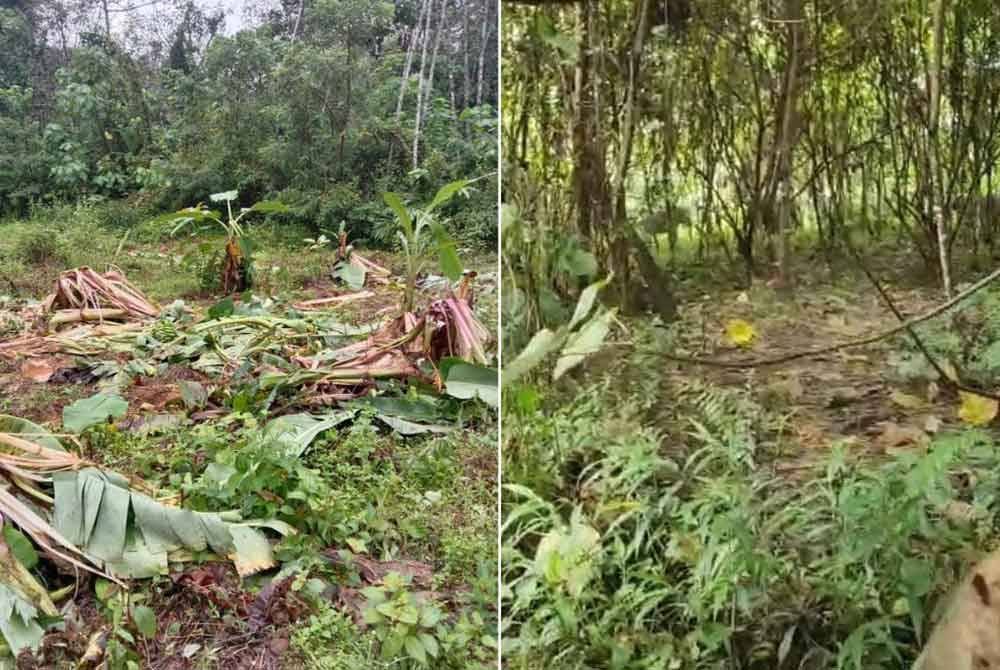 Kebun pokok pisang yang diusahakan penduduk di Bandariang, Gerik musnah diserang gajah liar, baru-baru ini. Penduduk mendakwa kumpulan gajah liar mula menghampiri kawasan kediaman mereka. Foto ihsan pembaca