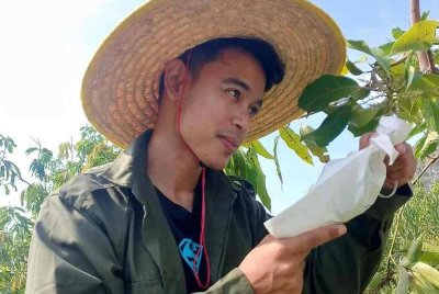 Muhammad Adib tidak kekok untuk menguruskan kebun harumanis walaupun sedang melanjutkan pengajian PhD dalam bidang kejuruteraan awam di UiTM Shah Alam. Foto Bernama