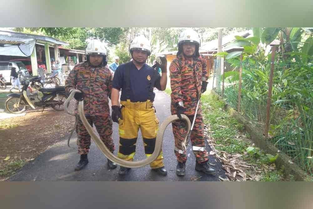 Pasukan Bomba Sukarela Guchil menunjukkan ular tedung selar seberat 11 kilogram yang berjaya ditangkap di Kampung Bukit Chengal, Batu Jong, Kuala Krai pada Ahad. Foto JBPM