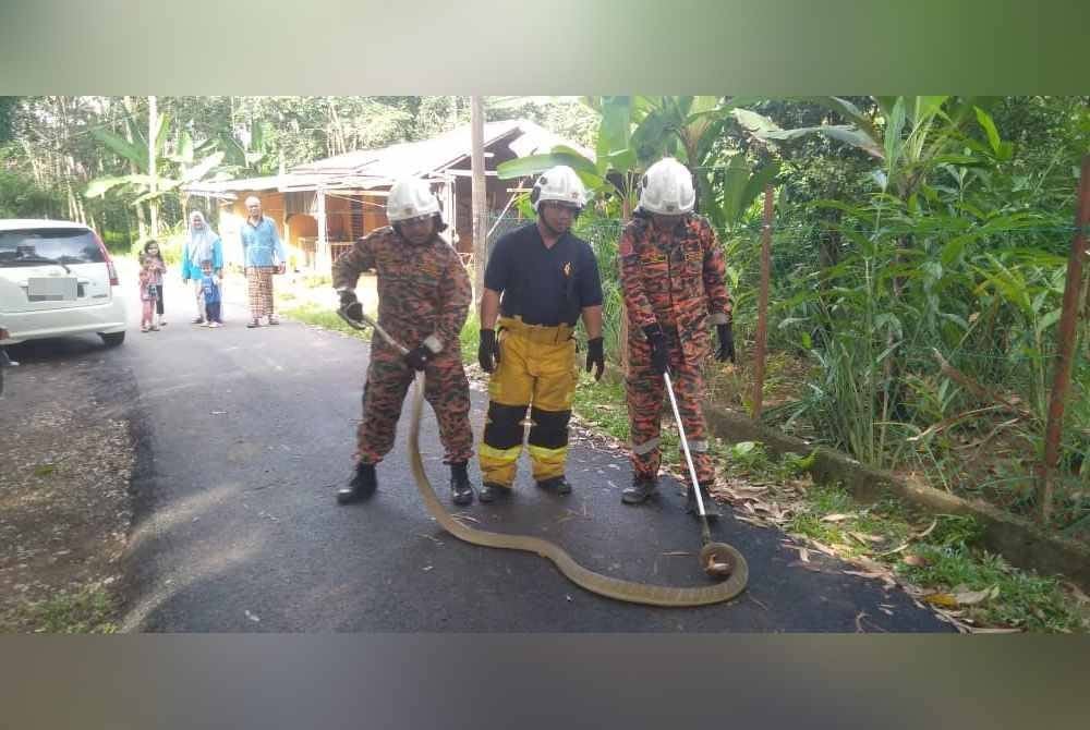 Pasukan Bomba Sukarela Guchil mengambil masa selama 37 minit untuk menangkap ular tedung selar yang bersembunyi di belakang sofa dekat ruang tamu rumah. Foto JBPM