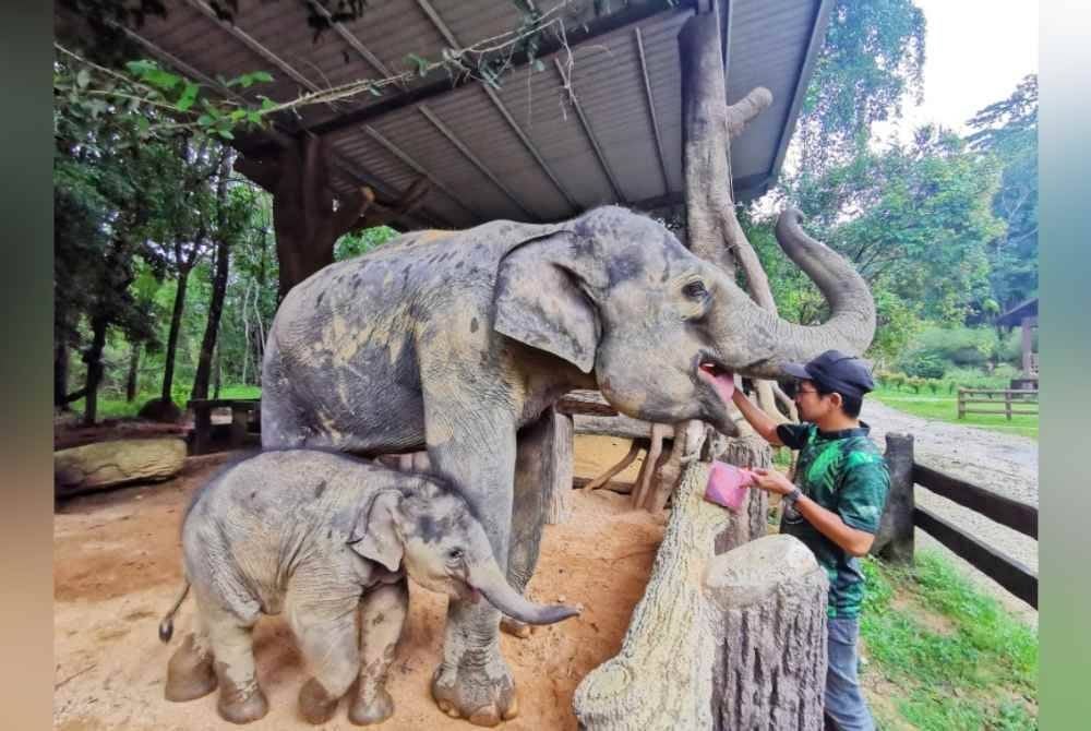 Keletah Hujjan yang agak nakal dan liar mencuit hati sesiapa sahaja yang bertemu dengannnya.