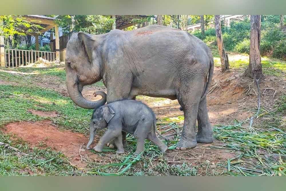 Rakaman gambar Hujjan bersama ibunya, Dusun yang kini menjadi tarikan baharu Perkampungan Konservasi Gajah Kenyir (KECV) di Hulu Terengganu.