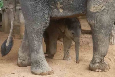 Hujjan merupakan anak gajah pertama dilahirkan di pusat pemuliharaan KECV sepanjang tempoh 10 tahun.