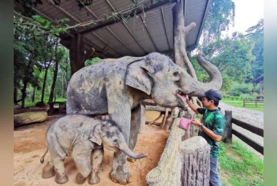 Keletah Hujjan yang agak nakal dan liar mencuit hati sesiapa sahaja yang bertemu dengannnya.