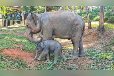 Rakaman gambar Hujjan bersama ibunya, Dusun yang kini menjadi tarikan baharu Perkampungan Konservasi Gajah Kenyir (KECV) di Hulu Terengganu.