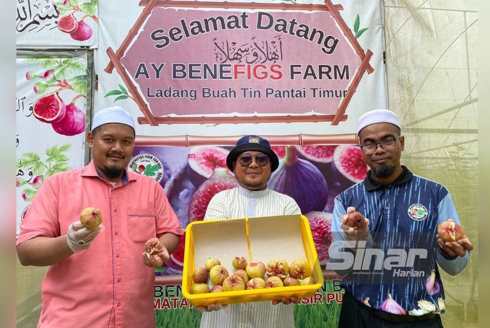 Nazry (tengah) menunjukkan buah tin di ladang yang mula dibuka pada penghujung Oktober lalu kepada orang ramai, di mana mereka boleh masuk secara percuma.