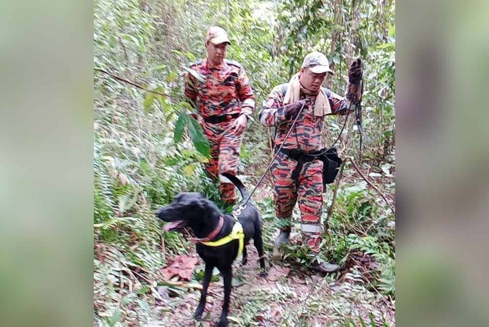 Operasi SAR bekas anggota tentera berusia 78 itu turut menggunakan bantuan daripada Unit Anjing Pengesan (K9) Ibu Pejabat Polis Kontinjen (IPK) Negeri Sembilan serta Unit K9 pasukan bomba dan penyelamat.