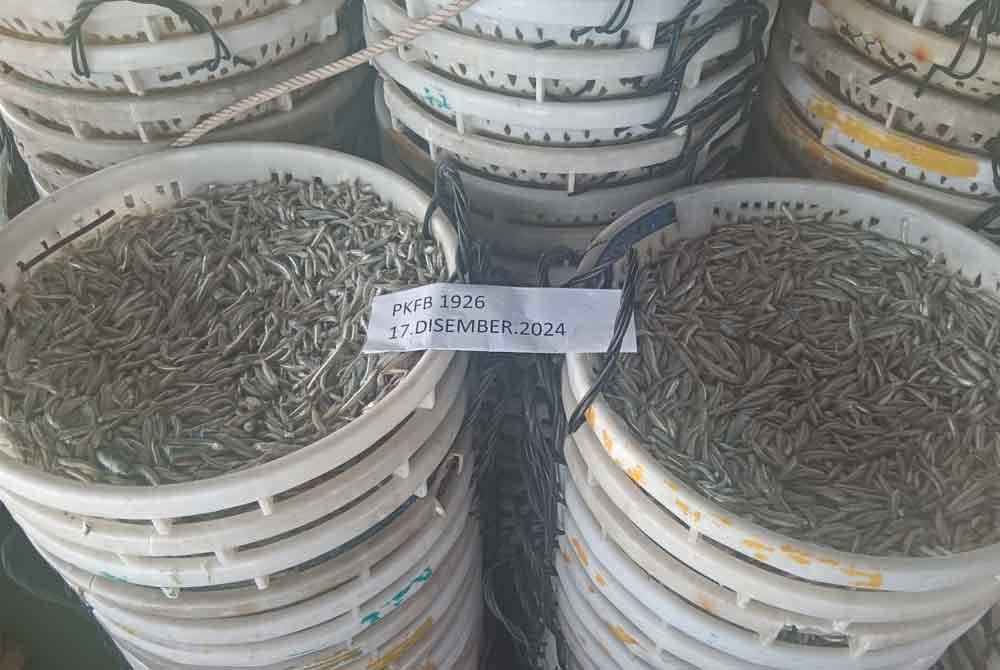 Sebanyak 320 kilogram hasil ikan bilis dirampas susulan penahanan sebuah vesel penangkapan ikan di 0.2 batu nautika tenggara Pulau Rumbia pada Selasa. Foto Maritim Perak