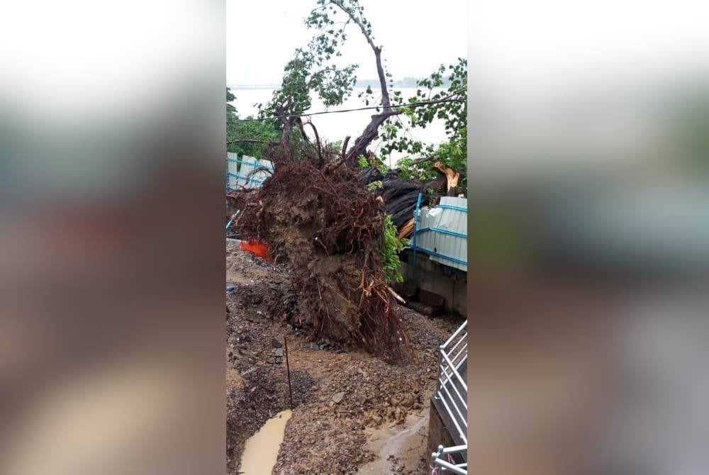 Pokok yang tumbang di belakang hotel tidak menjejaskan pergerakan tanah.