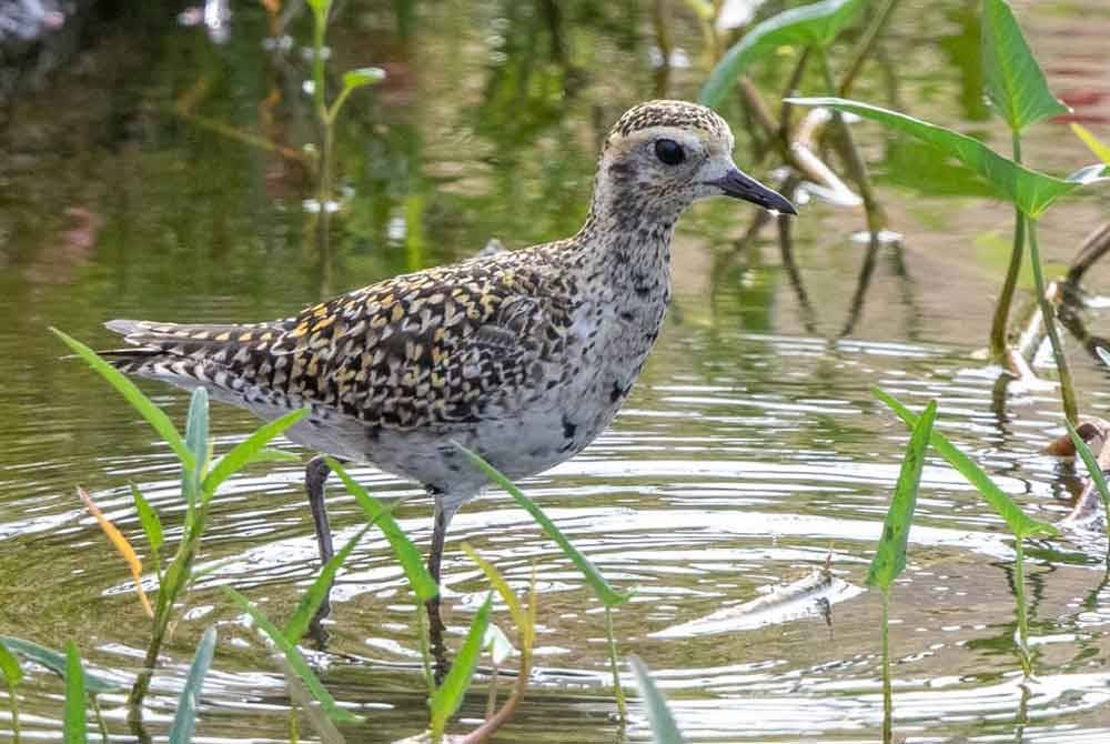 Burung Pacific Golden Plover (Pluvialis fulva) yang turut dijumpai di UniSZA.