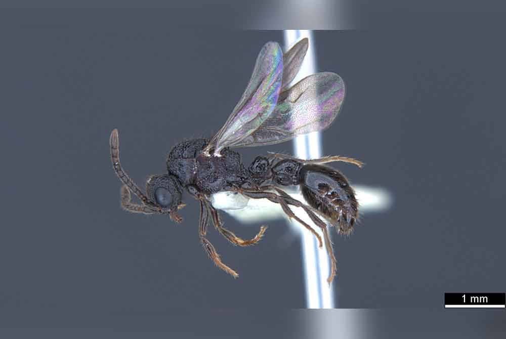 Semut Syscia yekzoeae jantan.