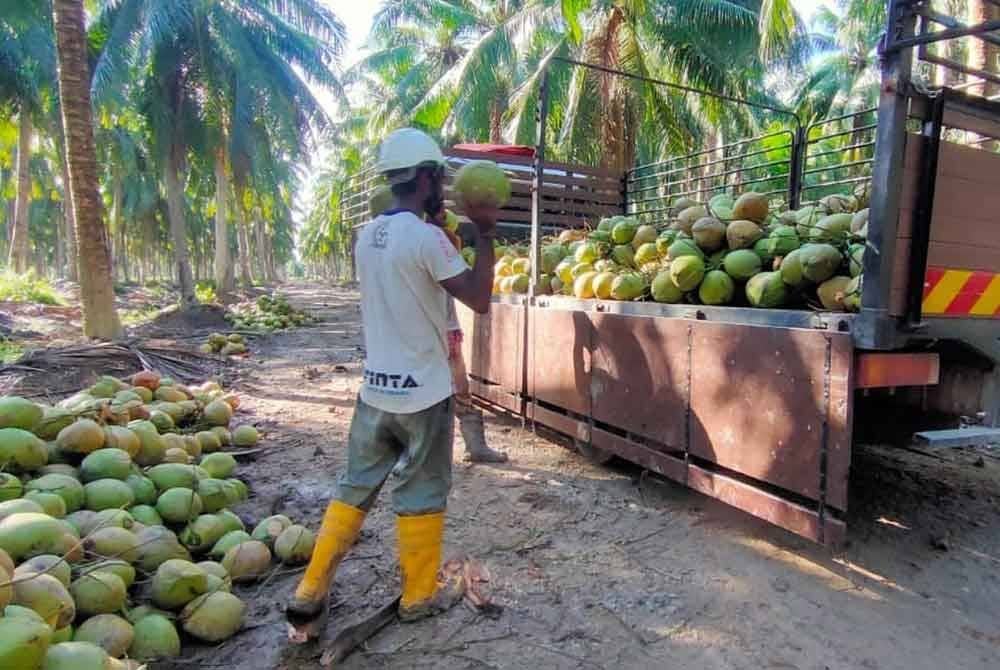 Permintaan terhadap kelapa muda yang tinggi sebelum ini menyebabkan kelapa tua berkurangan selain faktor buah melawas.