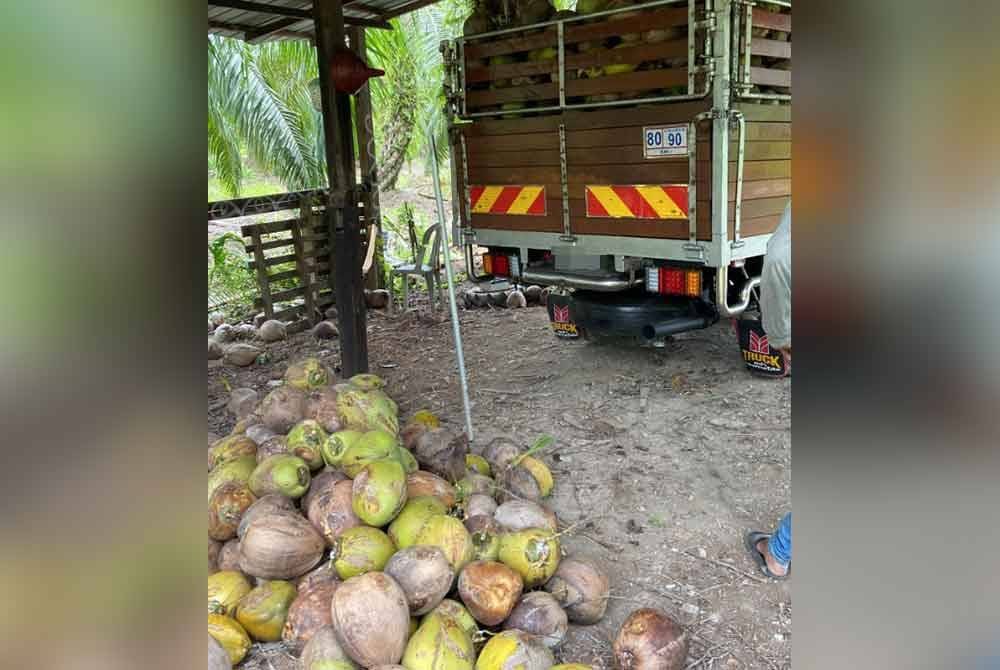 Bekalan kelapa tua yang diraih Muhammad Azrul Azim untuk dihantar ke pasaran Kuala Lumpur dan Negeri Sembilan.