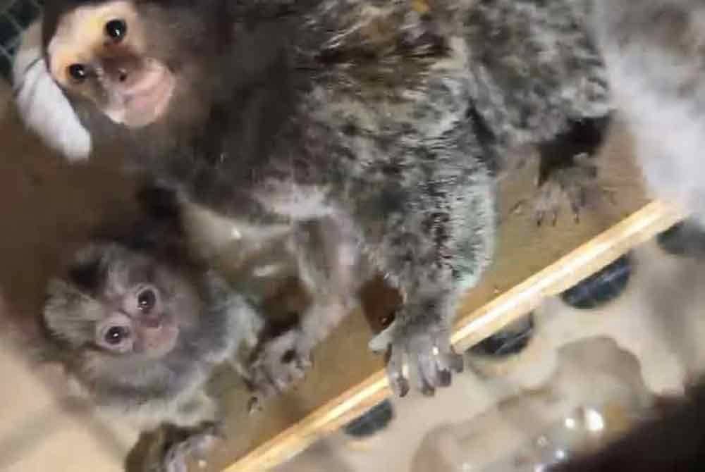 Sebanyak 52 ekor haiwan dilindungi disita dalam operasi di Pos Aviation Kargo, Zon Perdagangan Bebas, KLIA.