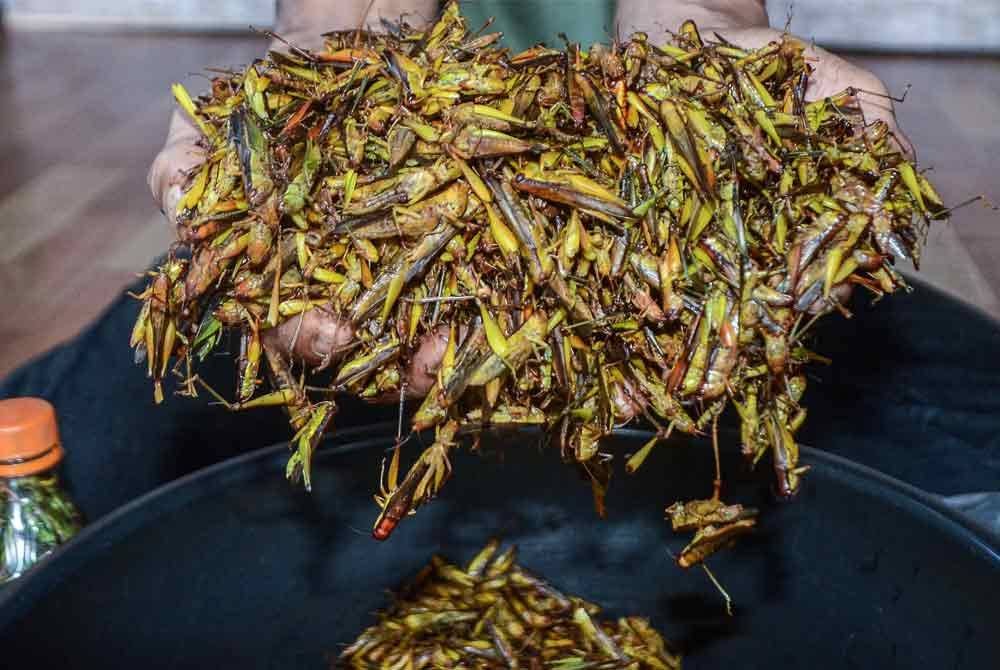 Sebahagian belalang padi yang berjaya ditangkap Muhammad Rozali ketika ditemui Bernama di Kampung Rambai Tok Chedol di sini. Foto Bernama