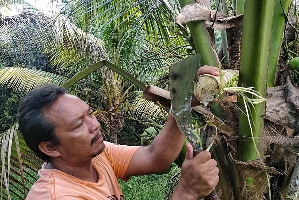 Jamaluddin sedang memotong mayang kelapa untuk mengeluarkan air nira.