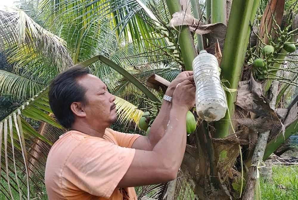 Jamaluddin sedang mengikat botol bagi membolehkan air nira dikumpulkan.