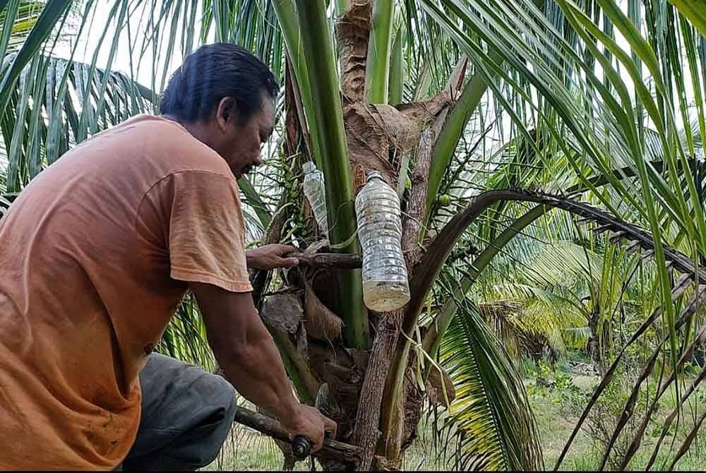Jamaluddin memanjat pokok kelapa bagi mendapatkan air nira.