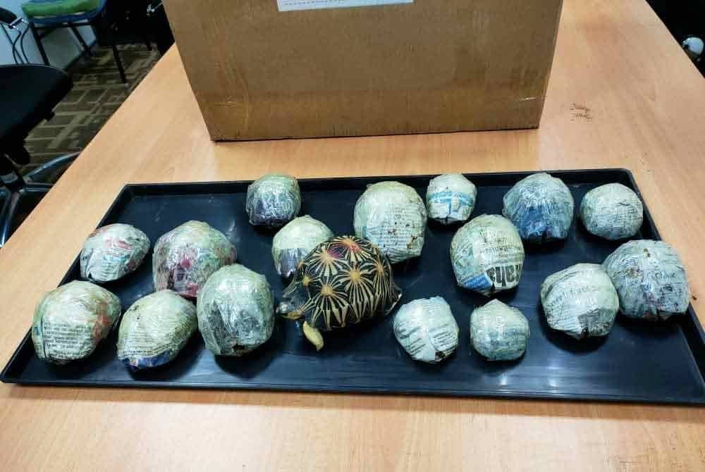 Perhilitan merampas kura-kura disyaki spesies Radiated Tortoise di Zon Perdagangan Bebas Lapangan Terbang Antarabangsa Kuala Lumpur (KLIA), Sepang, pada Khamis, dipercayai diseludup dari Madagascar.