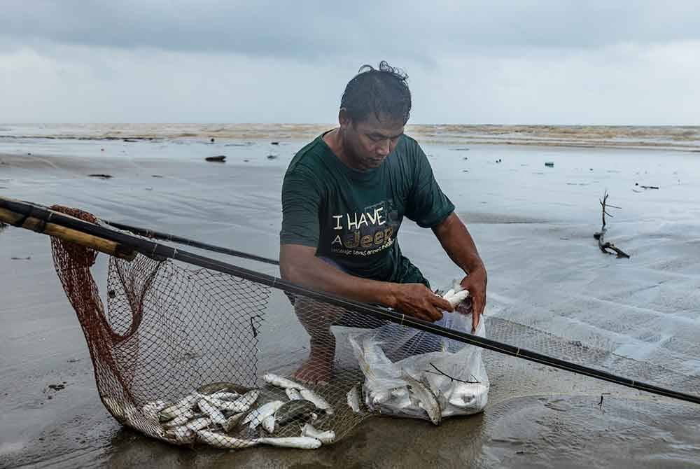 Nelayan dari Pantai Kemasin Zulaiman Mat Ail, 53, membahagikan ikan belanak yang diraihnya selepas mengharungi ombak besar bagi menampung pendapatan pada musim tengkujuh. Foto Bernama