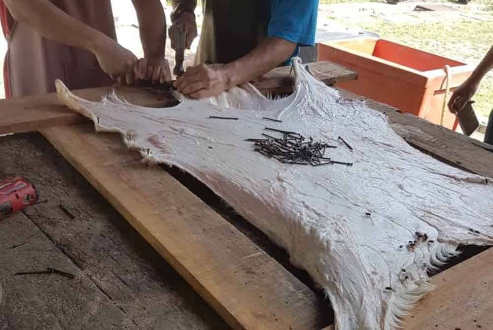 Proses membuat kompang.