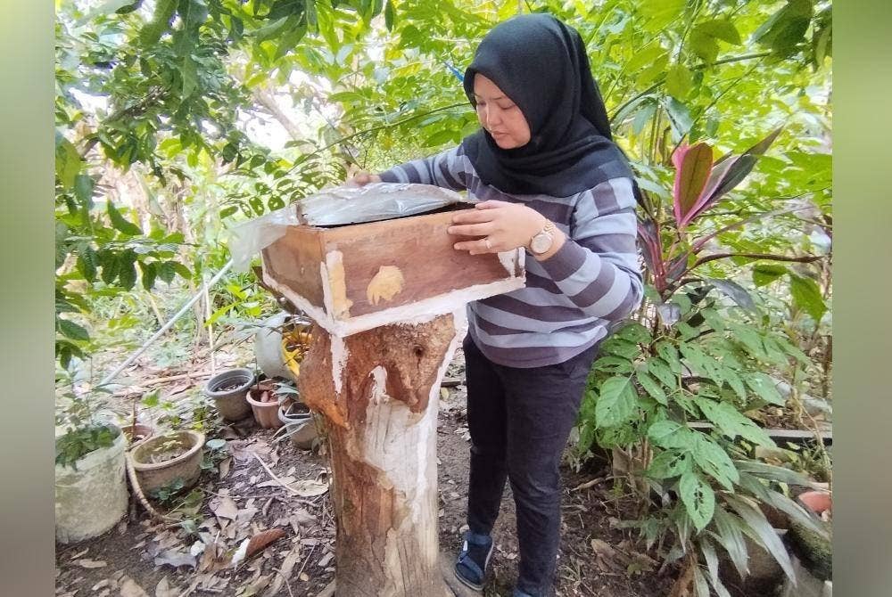 Siti Aisyah mengusahakan sebanyak 30 buah lot sarang kelulut sejak tahun 2019.