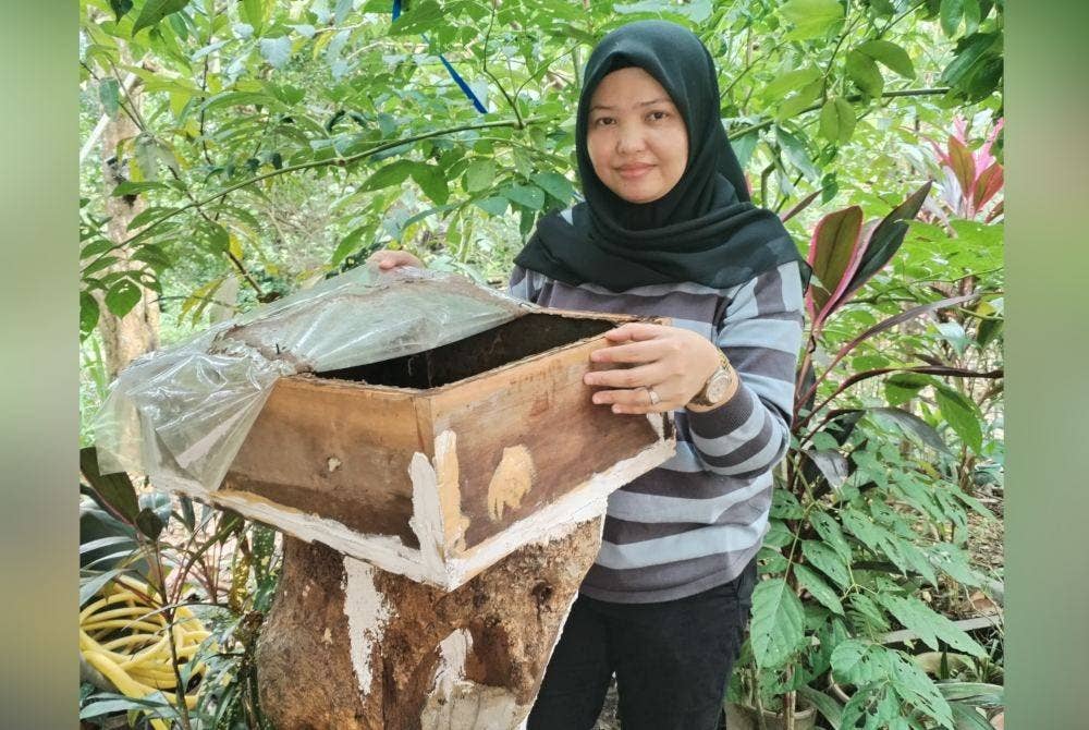 Siti Aisyah menunjukkan sarang yang ditinggalkan kelulut yang 'hilang' untuk mencari makanan di tempat lain.