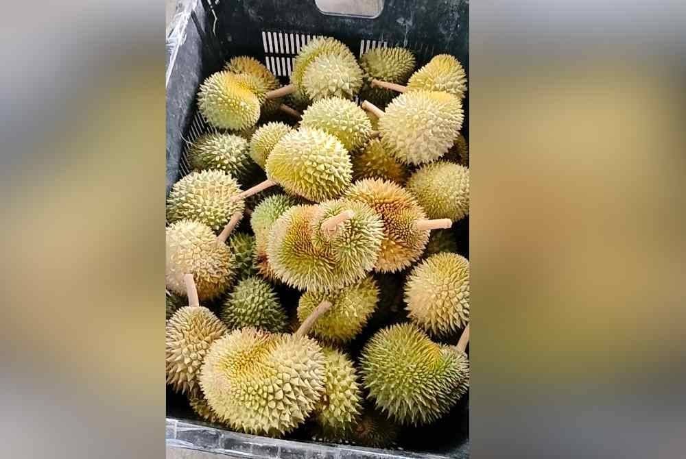 Pelbagai jenis durian dari Kukup dijual Rohaizad di gerainya di Permas Kukup, Pontian.
