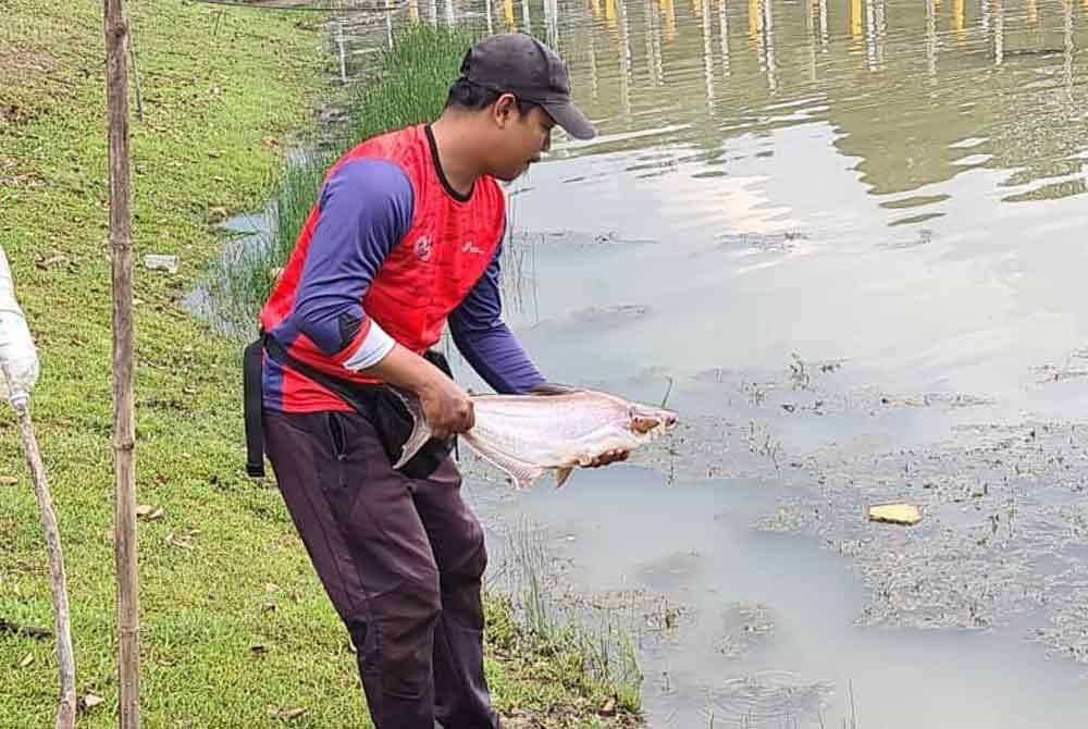 Ikan patin yang dipancing peserta dilepaskan semula ke tasik selepas pertandingan berakhir.