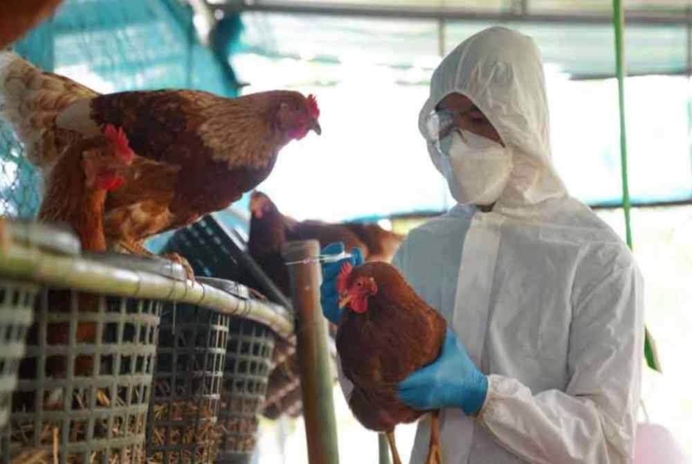 Virus H5 sebelum ini hanya menyerang ayam ternakan.