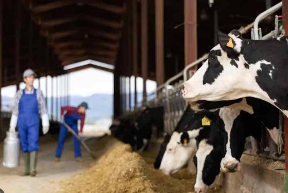 Kebanyakan kes jangkitan selesema burung di AS melibatkan kontak rapat antara pekerja ladang dengan lembu tenusu dijangkiti.