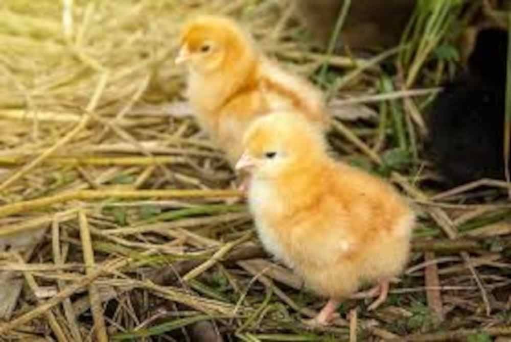 Seorang lelaki yang terdesak mahu anak dilaporkan meninggal dunia selepas menelan anak ayam hidup-hidup yang percaya ia dapat menyembuhkan penyakit ketidaksuburan. - Agensi