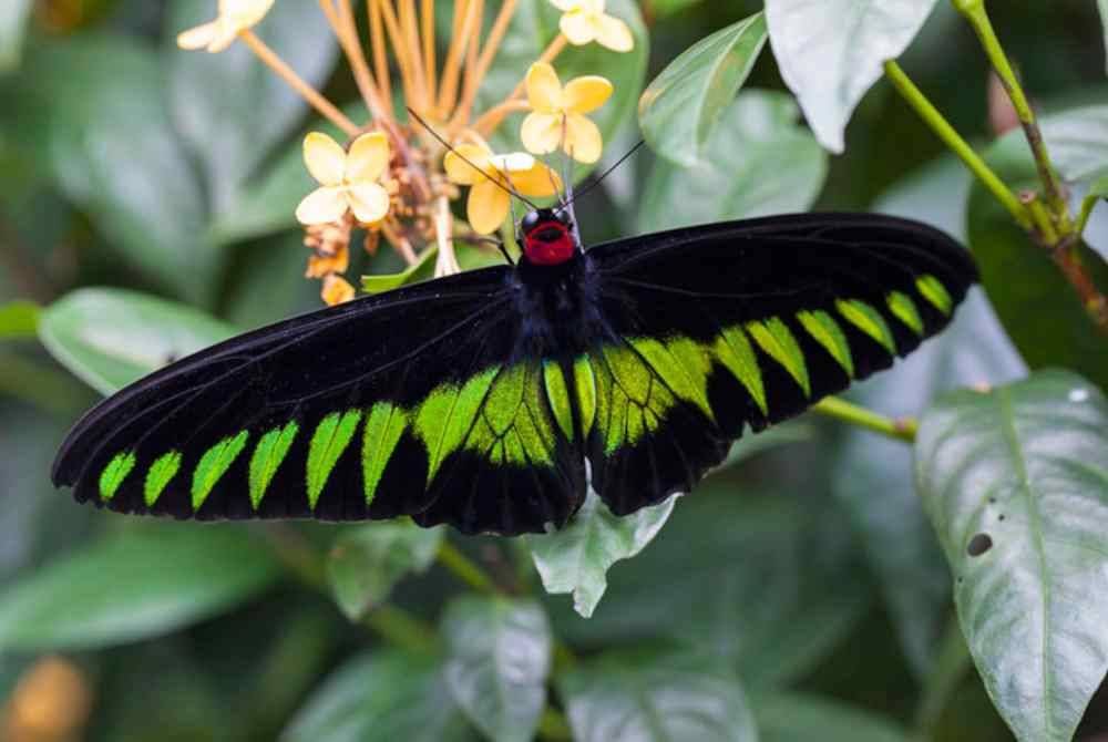 Rajah Brooke's Birdwing diiktiraf sebagai kupu-kupu kebangsaan.