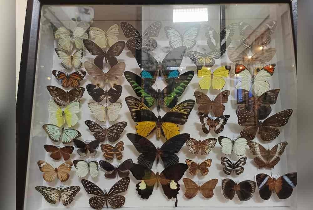 Kupu-kupu dan rama-rama masing-masing secara umumnya dapat dibezakan dari segi struktur dan warna spesies.