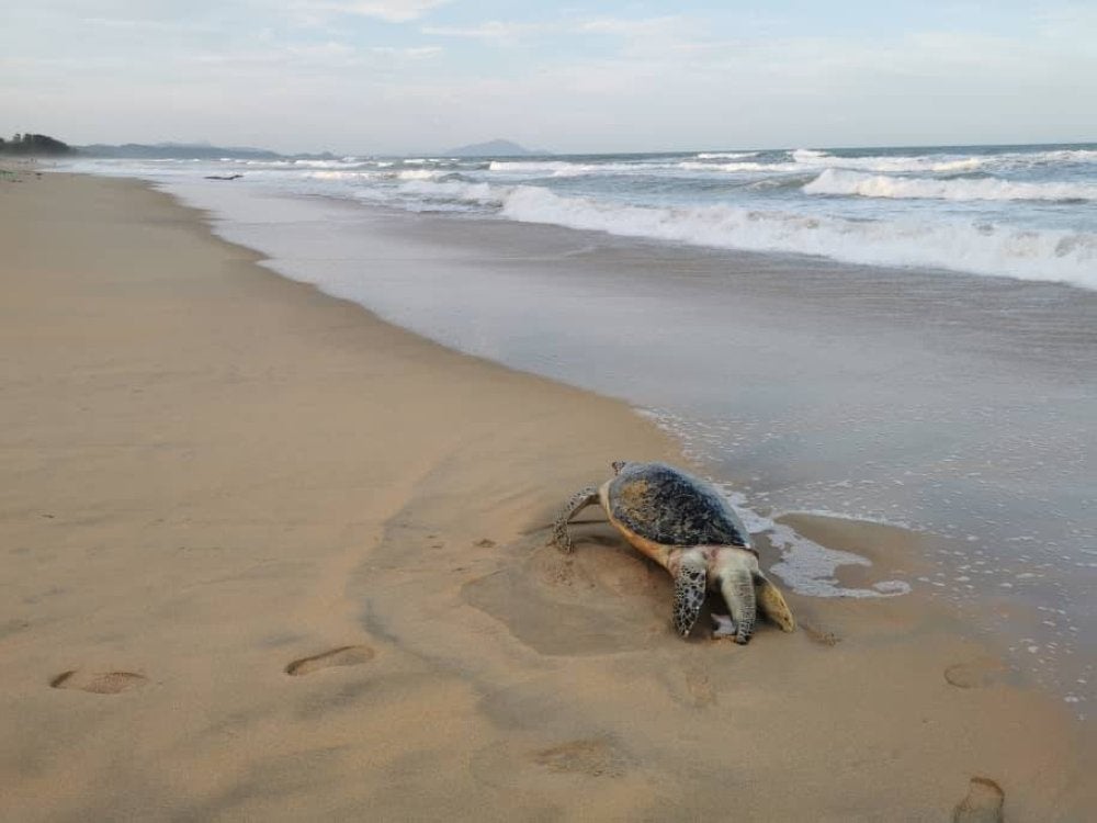 Seekor penyu jenis agar ditemui mati dengan kesan kecederaan pada bahagian ekor di Pantai Penunjuk Kijal.