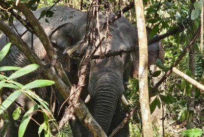 Seekor gajah liar jantan yang digelar penduduk setempat sebagai 'Labu' berjaya ditangkap oleh Perhilitan Perak, Khamis lalu.
