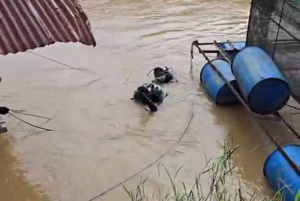 Anggota PPDA melakukan selaman pada hari kedua SAR remaja lelaki yang dikhuatiri lemas selepas terjatuh dari rumah rakit ke dalam Sungai Pahang, Jalan Kampung Pedah di Kampung Jerantut Feri, Jerantut.