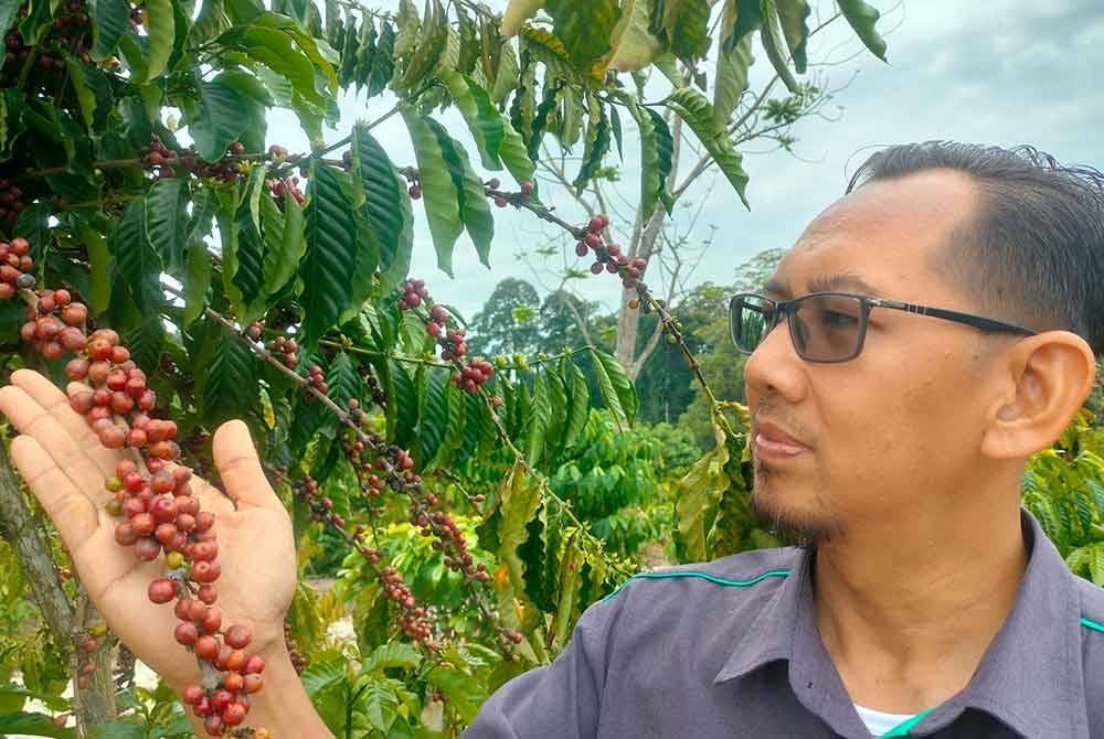 Mohd Zulfadzli melihat buah kopi yang ditanam di kawasan ladang KEDA Agrobiz di Sik Kedah.