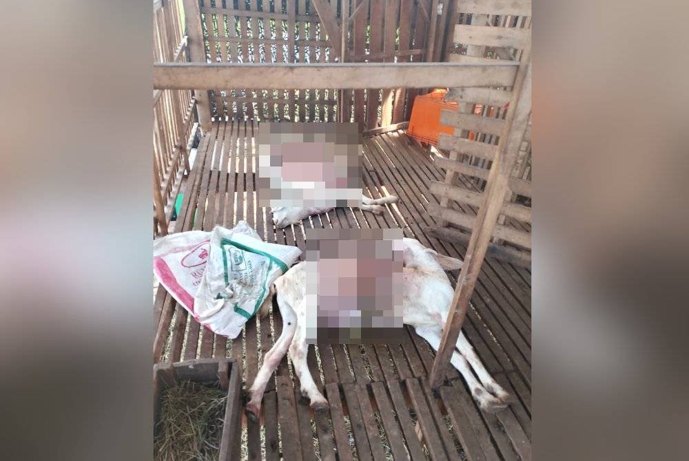 Antara kambing peliharaan Masykuri yang mati akibat dibaham anjing liar.