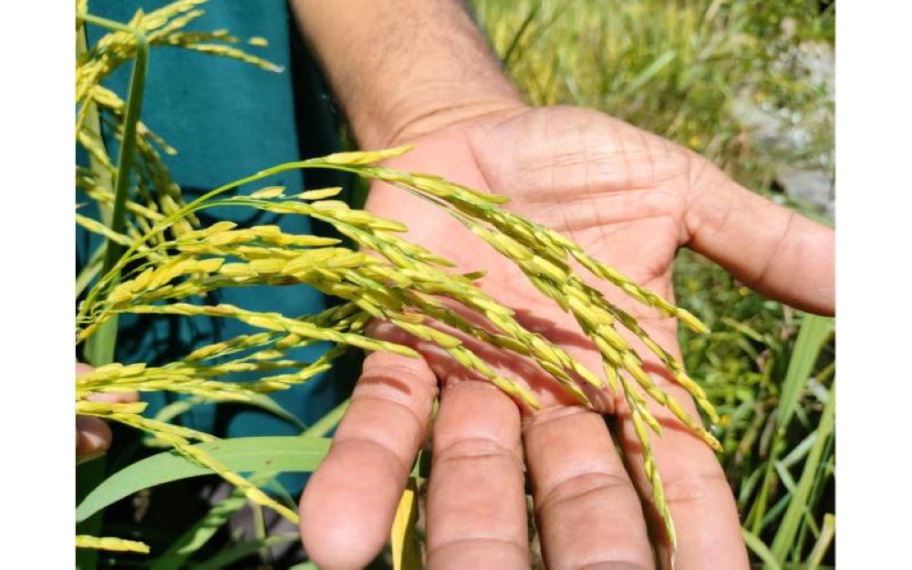 Baja yang berkualiti menghasilkan padi yang bermutu tinggi.