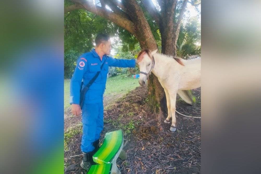 Warga Sekolah Kebangsaan (SK) Rapat Jaya di sini terkejut apabila seekor kuda memasuki kawasan sekolah berkenaan dalam kejadian pagi Jumaat.