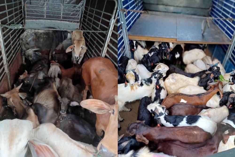 PGA Briged Tenggara berjaya menumpaskan kegiatan penyeludupan pelbagai jenis haiwan iaitu lembu, kerbau dan kambing dengan anggaran nilai rampasan berjumlah RM506,000 di Masjid Mukim Bakong, Pasir Mas, Khamis lepas. Foto Facebook PGABriged Tenggara