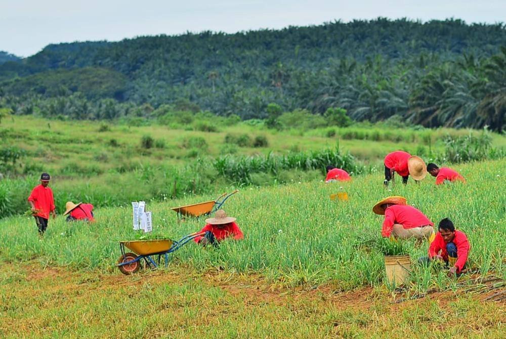 Sebahagian pekerja menuai hasil Bawang Rose PKPS.