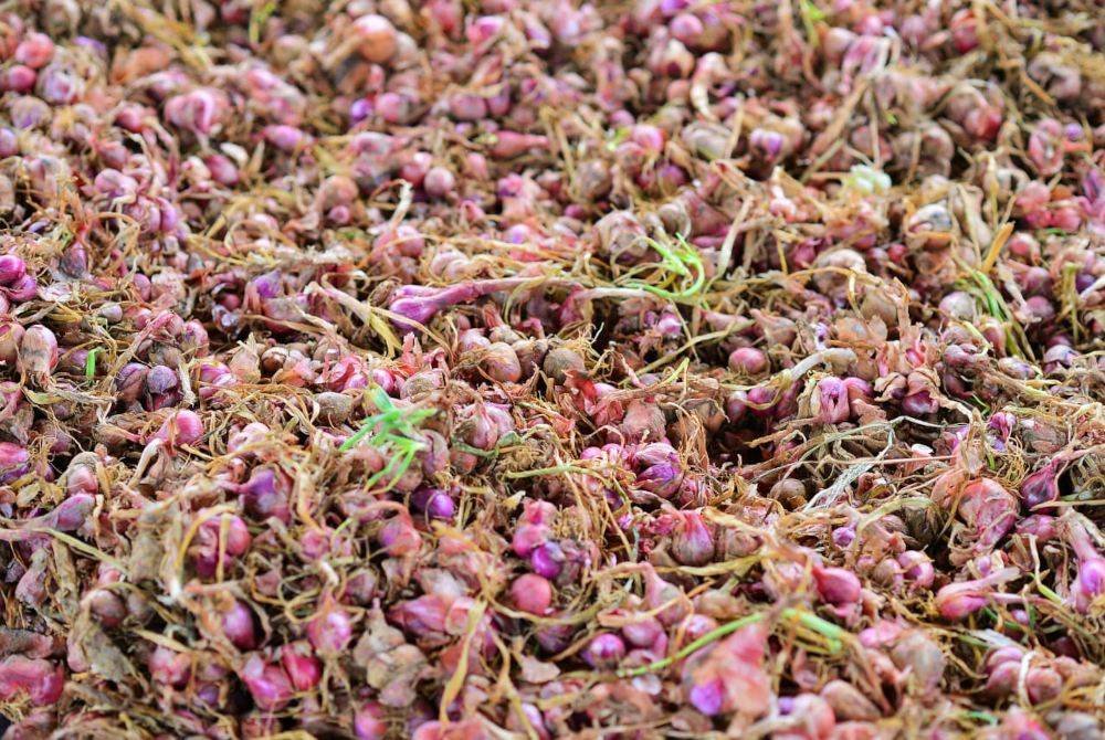 Bawang Rose Ehsan yang telah dituai sedia untuk dijual di pasaran.