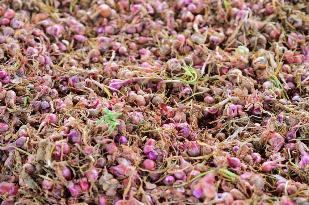 Bawang Rose Ehsan yang telah dituai sedia untuk dijual di pasaran.