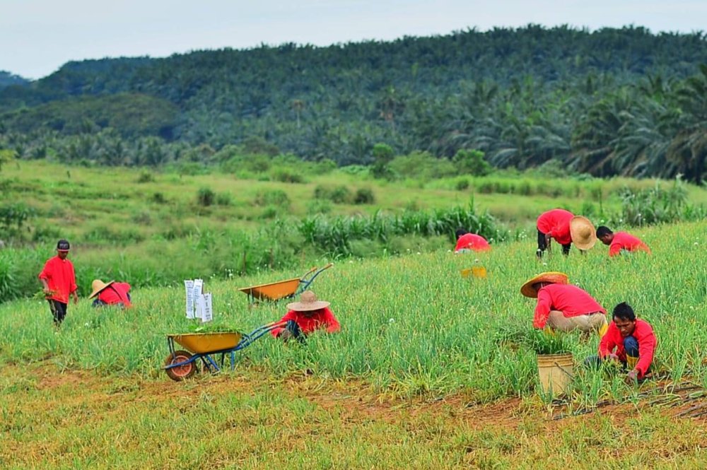 Sebahagian pekerja menuai hasil Bawang Rose PKPS.