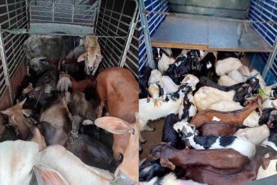 PGA Briged Tenggara berjaya menumpaskan kegiatan penyeludupan pelbagai jenis haiwan iaitu lembu, kerbau dan kambing dengan anggaran nilai rampasan berjumlah RM506,000 di Masjid Mukim Bakong, Pasir Mas, Khamis lepas. Foto Facebook PGABriged Tenggara