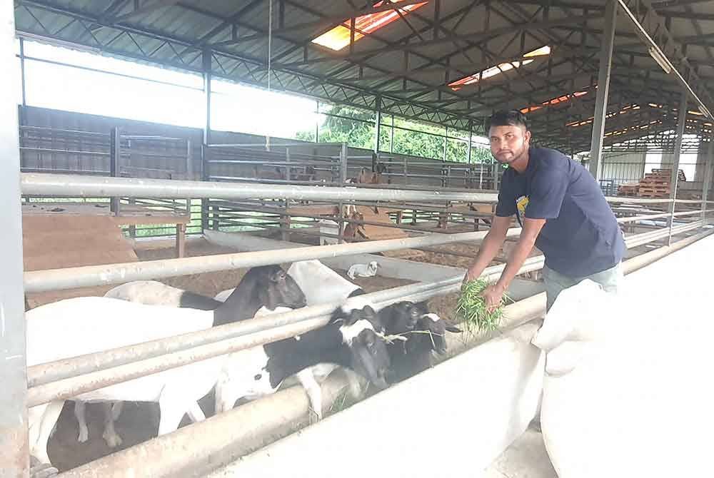 Kambing yang sudah sedia untuk dijual terutama bagi mereka yang ingin melakukan korban, akikah dan kenduri.