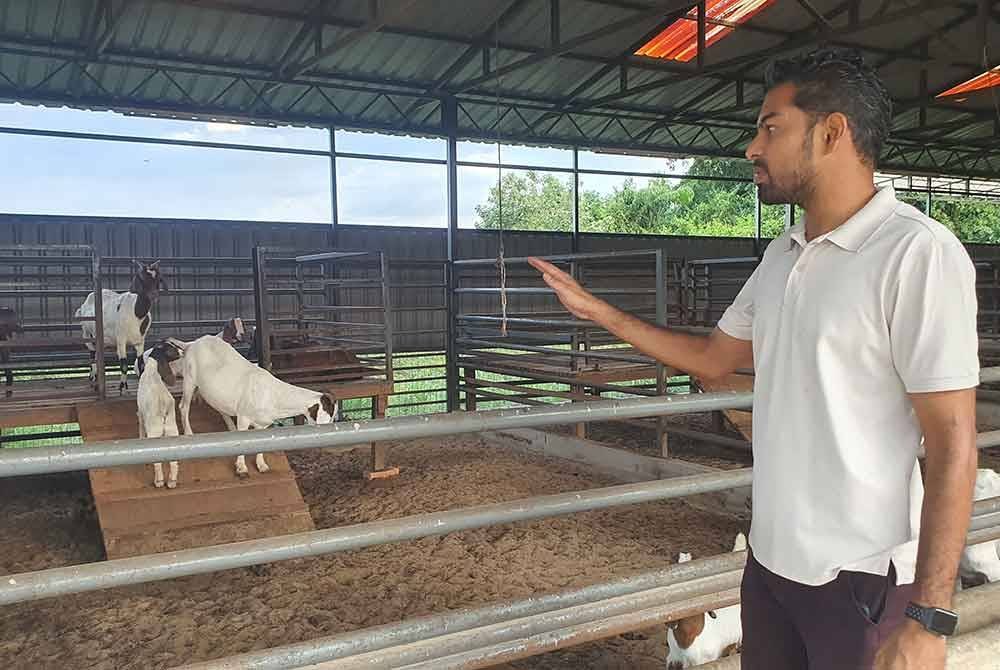 Sayyid Mohammed Mubarak sanggup berkelana sehingga ke Thailand semata-mata mahu mendalami ilmu menternak kambing.